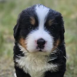 Bernese Mountain Dog Puppies from Rusty Brows Berners