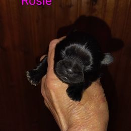 Rosie - Black female Shih Tzu puppy in Palmyra, New York from Karen's Tzus of Palmyra-Macedon