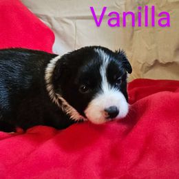 Girl 1 - Border Collie puppy from On the Lamb