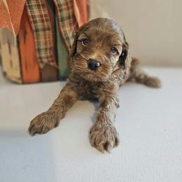 Copper - Red male Cockapoo puppy in Rutherford County, North Carolina from Simply Grace Farms