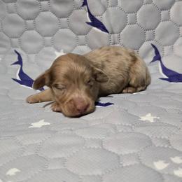 Oreo - Dapple male Dachshund puppy in Windom, Minnesota from Aster Creek Dachshunds & Australian Shepherds
