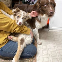 Australian Shepherd Puppies from Anderson Aussies