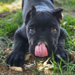 Cane Corso Puppies from JSM Corsos