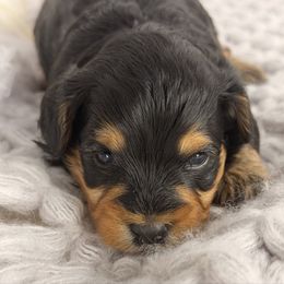 Scout - Black and tan male Havapoo puppy in Spokane, Washington from Havaluv Puppies