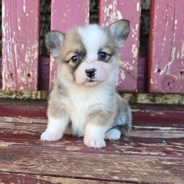 Millie Jo - Sable female Pembroke Welsh Corgi puppy in Anton, Texas from X Bar's Lil Legs of Texas