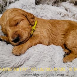 Goldendoodle Puppies from Big Top Doodles