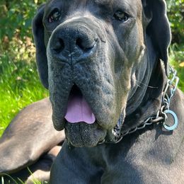 Great Dane Puppies from BkB’s House of Danes