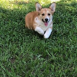 Pistol - Pembroke Welsh Corgi