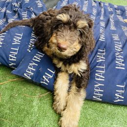 Goldendoodle Puppies from Thompson Creek Doodles