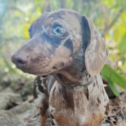 Lena - Dachshund