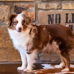 Swayze - Toy Australian Shepherd