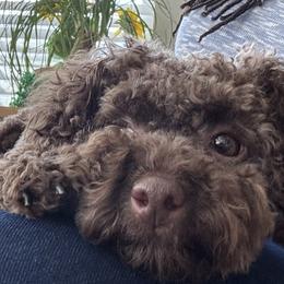 Mocha - Brown female Cockapoo puppy in Waldorf, Maryland from Raisingcockapoos