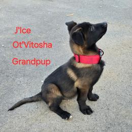 Brian Kelsar - Belgian Malinois puppy from Forever Family K9