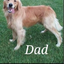 Golden Retriever All Grown Up from Highlander's Goldens of Howell