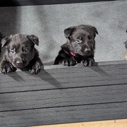 Pink Collar - Black German Shepherd puppy in Morton, Illinois from Kürbisstadt Kennels