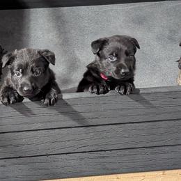 Pink Collar - Black German Shepherd puppy in Morton, Illinois from Kürbisstadt Kennels