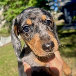 Dachshund Puppies from Weenie Bros