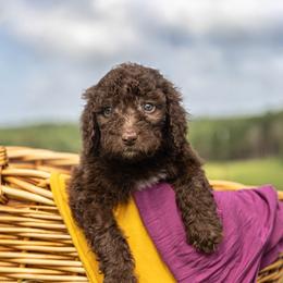 Dolly - Brown and white female Sheepadoodle puppy in Lumberton, Mississippi from Doris’ Darlin Doxies & Doodles