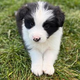Havoc - Black and white male Border Collie puppy in Kalispell, Montana from North Fork Border Collies
