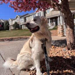 Golden Retriever All Grown Up from Jumbo’s Goldens