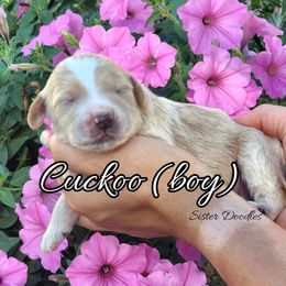 Goldendoodle Puppies from Sister Doodles