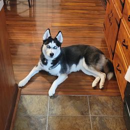 Nani - Pomsky