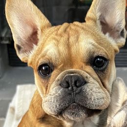 French Bulldogs from True Genetic Frenchies