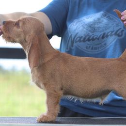 Basset Fauve de Bretagne and German Wirehaired Pointer Puppies from Afterhours German Wirehaired Pointers and Basset Fauve de Bretagne
