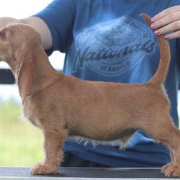 Basset Fauve de Bretagne and German Wirehaired Pointer Puppies from Afterhours German Wirehaired Pointers and Basset Fauve de Bretagne