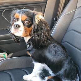 Cassie - Cavalier King Charles Spaniel