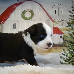 Toy Australian Shepherd Puppies from Double T Aussies