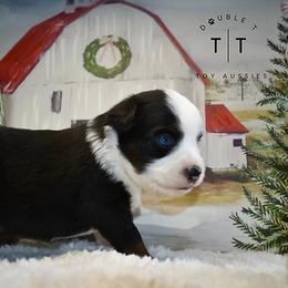 Toy Australian Shepherd Puppies from Double T Aussies