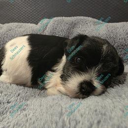 Rye - Parti male Miniature Schnauzer puppy in Crestview, Florida from Dees Schnauzers