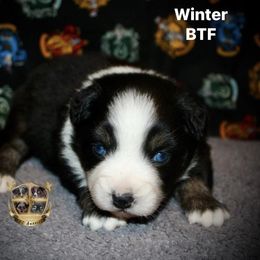 Winter - Black tri female Miniature Australian Shepherd puppy in El Dorado Springs, Missouri from HP Aussie Kennels