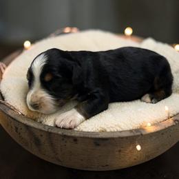 Onyx - Black tri-color male Australian Shepherd puppy in Statesville, North Carolina from Charming Australian Shepherds