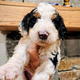 Turtle - Parti male Goldendoodle puppy in Pollock Pines, California from Ten Acre Wood Doodles