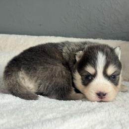 Sol - Blue male Pomsky puppy in Boonville, Indiana from Elysian Pomskies