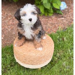 Kelly - female Australian Mountain Doodle puppy in Snohomish, Washington from Refined Doodles