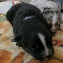 Stella - Black tri-color female Australian Shepherd puppy in Leonard, Texas from Tin Roof Aussies