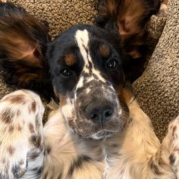 Dachshunds and English Springer Spaniels from Clucking Homestead Springers & Dachshunds