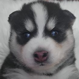 Apollo - Black and white Pomsky puppy in Texas from Space City Pomskies