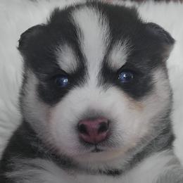 Apollo - Black and white Pomsky puppy in Texas from Space City Pomskies