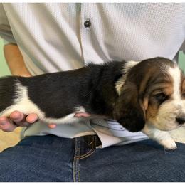 Basset Hound Puppies from Liberty Bassets