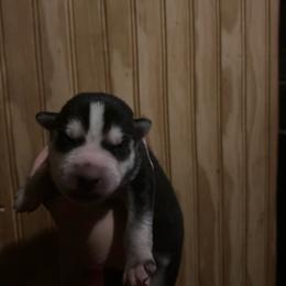 Chris - Black and white male Siberian Husky puppy in Wheeling, West Virginia from Powells Huskies