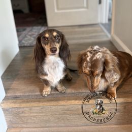 Sage - Dachshund