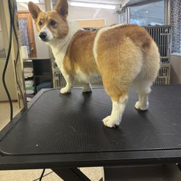 Pembroke Welsh Corgi Puppies from LTT Corgis