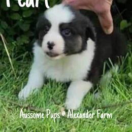 Australian Shepherd and Mastiff Puppies from Aussome Pups at Alexander Farm