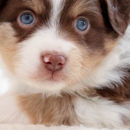 Miniature Australian Shepherds and Toy Australian Shepherds from Rolling Ridge Farms