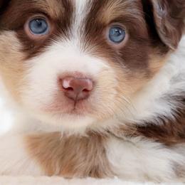 Miniature Australian Shepherds and Toy Australian Shepherds from Rolling Ridge Farms
