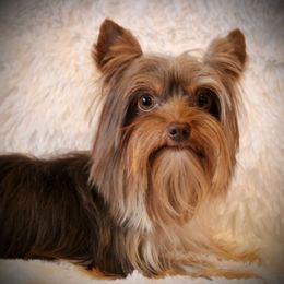 Duncan - Yorkshire Terrier